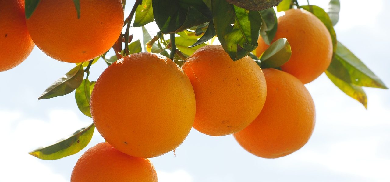 The availability of citrus in the ancient world